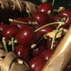 Nuevas variedades dentro de la DOP Cerezas del Jerte