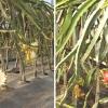 Cultivo de frutas tropicales en Extremadura
