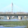 Nenúfar mexicano en el río Guadiana a su paso por Badajoz