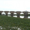 Camalote sobre el río Guadiana a su paso por Badajo, con el Puente de Palmas al fondo.