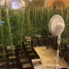 Plantación de Marihuana desmantelada