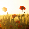 Amapolas en el campo