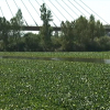 Nenúfar mexicano en aguas del Guadiana a su paso por Badajoz