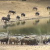 Cerdos ibéricos refrescándose junto a una charca tras degustar la dehesa extremeña