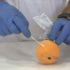 Toma de muestra para prueba PCR en un melocotón en CTAEX