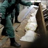 Operación antidroga Arbitror