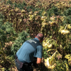 plantacion marihuana en don benito