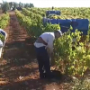 Jornaleros vendimiando en un viñedo de Almendralejo esta semana 