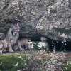Fotograma de 'Dehesa'