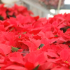 Flor de pascua