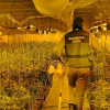 Invernadero con 1.008 plantas de marihuana en una nave industrial de Don Benito.