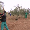 Trabajadores del campo extremeño en el olivar
