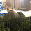Plantación de marihuana en Mérida