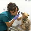 Veterinarios de Extremadura