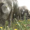 Cerdos ibéricos en la montanera