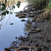 Parte de los neumáticos arrojados al río Guadiana a su paso por Mérida