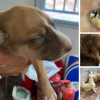 Animales rescatados por la Policía Local de Los Santos de Maimona