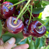 Cerezas dañadas en el Jerte tras las últimas lluvias