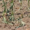 Daños provocados por las tormentas en las Vegas Bajas del Guadiana.