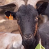 Cabrito de Extremadura