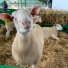 Oveja en la Feria de Zafra