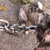 Perro maltratado