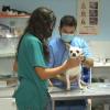 Veterinarios
