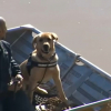 Perro de rastreo adiestrado por la Policía Nacional, participando en la búsqueda en el Guadiana