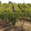 Plantación en el canal de Orellana