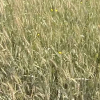 Campo de cereal en Fuente de Cantos (Badajoz)
