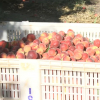 Melocotones recolectados en una finca de Villanueva de la Serena