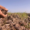 Agricultor en su arrozal sin sembrar por la sequía