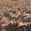 Imagen de la tierra de un campo de cultivo