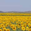 Girasoles en las Vegas Altas
