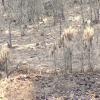 Reforestar