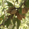Plantación de almendros en Talavera la Real