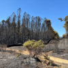 Árboles quemados en el incendio en la sierra de Gata