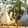 Ocas y gansos en el parque del río de Mérida
