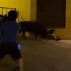 Toro en Torrejoncillo