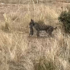 Lince atrapa a un conejo