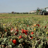 Finca con tomateras