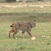 Imagen de un lince ibérico 