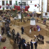 Imagen del Belén Viviente de Fuente del Maestre