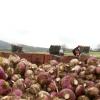 Recolección de nabos para Jarramplas