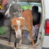 Caza furtiva con galgos