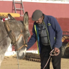 Burro en Villanueva del Fresno