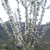 Cerezo en flor