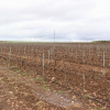 Viñedo