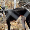 Galgo desnutrido