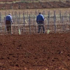 Varios agricultores trabajando en sus viñedos